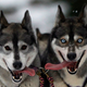 Huskies have feelings, too.